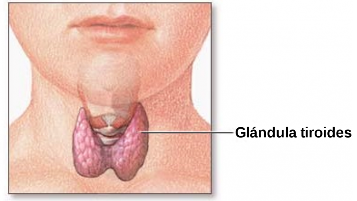 Cáncer de tiroides: el 97% de los pacientes tiene posibilidades de curación